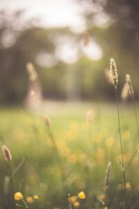 spring picture with flowers and tall grass. a bit blurry and really sunny