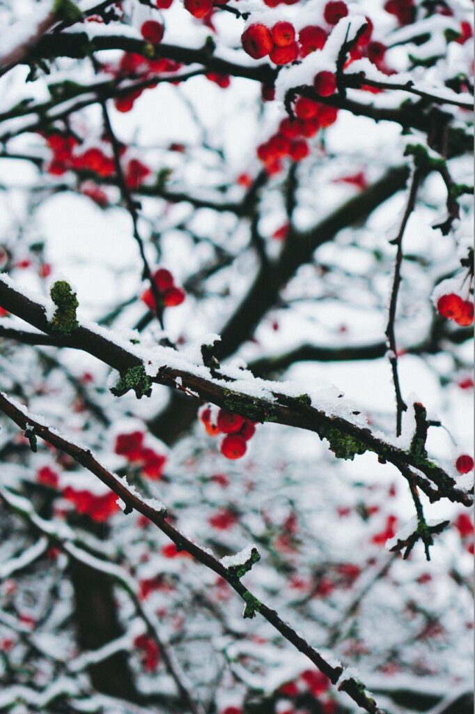 Snowy tree branches with red flowers